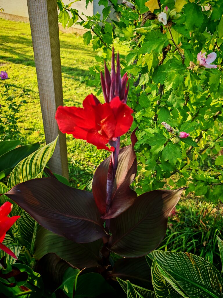 Cvijet Kane Tropicana Black