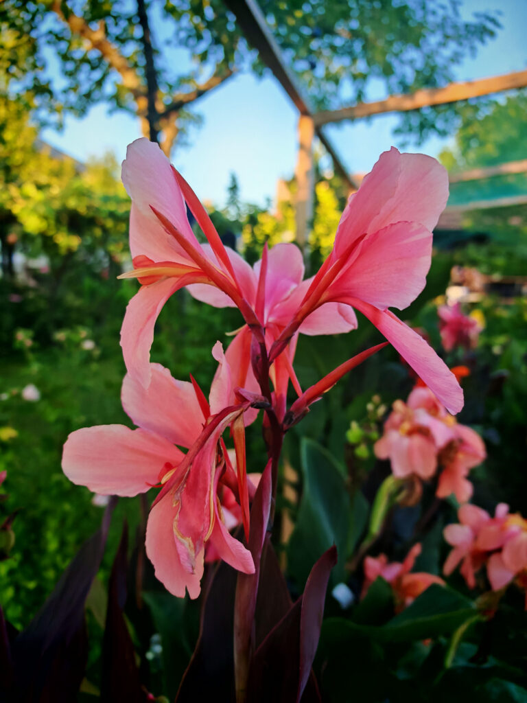 Prekrasni cvijet Kane Belvedere