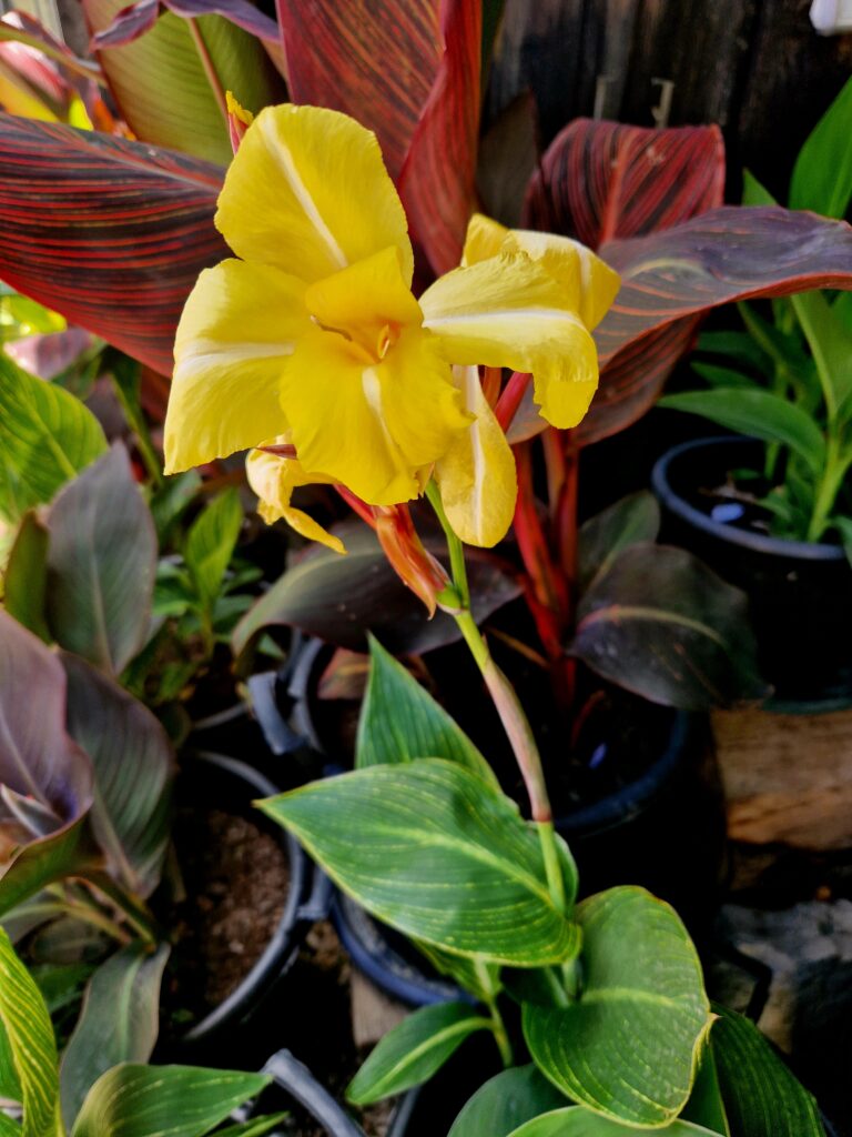 Kana Bangkok list i cvijet